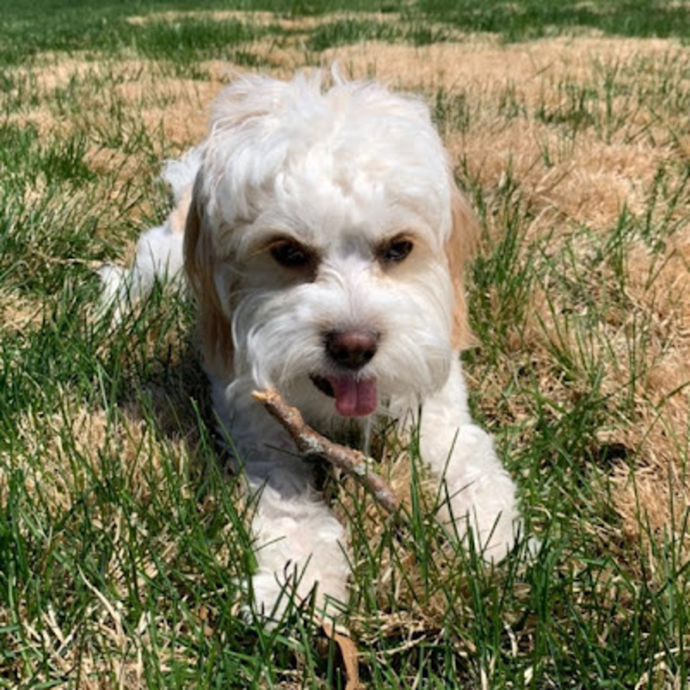 Meet your Posher, Barrett